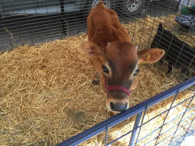 Calf on hay in barn