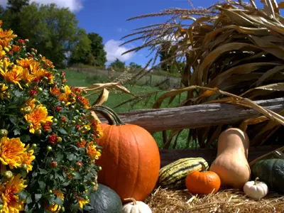 Pumpkins and squash in front of Farmer's field