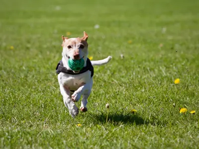 head-on shot of dog running through open grass with a green ball in its mouth